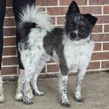 Quinn -  Mixed Breed Dog for Adoption in Waterloo, Iowa - Quinn | PetCurious