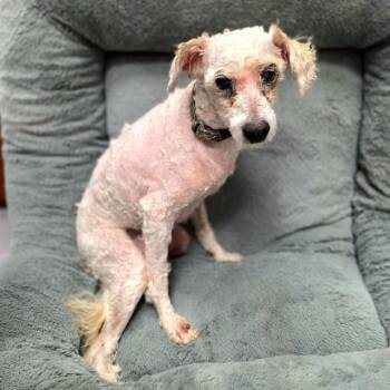 SNOOPY -CHEPO -  Poodle Dog for Adoption in Long Beach, California - SNOOPY -CHEPO | PetCurious