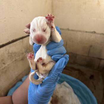 Husky Dogs Available for Adoption in Edinburg, Texas - Cc 4 | PetCurious