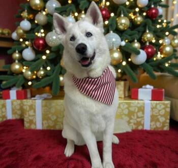 Samoyed and Mixed Breed Dogs Available for Adoption in Albuquerque, New Mexico - ROBERT | PetCurious
