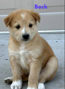 Beck -  Australian Cattle Dog Blue Heeler Dog for Adoption in Durango, Colorado - Beck | PetCurious