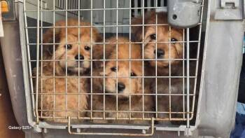 Poodle and Chow Chow Dogs Available for Adoption - Grizzly | PetCurious