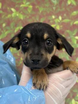 Chihuahua and Mixed Breed Dogs Available for Adoption in San Antonio, Texas - Yzma | PetCurious