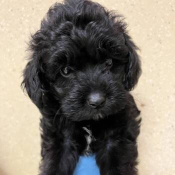#31 -  Poodle and Mixed Breed Dog for Adoption in Pekin, Illinois - #31 | PetCurious