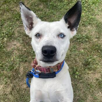 Chica -  Mixed Breed Dog for Adoption in Allegan, Michigan - Chica | PetCurious