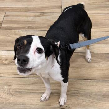 Hazel -  Mixed Breed Dog for Adoption in Newark, New Jersey - Hazel | PetCurious