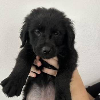 Ewok puppy 5 -  Golden Retriever and Border Collie Dog for Adoption in San Juan, San Juan - Ewok Puppy 5 | PetCurious