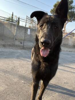 Charles -  German Shepherd Dog Dog for Adoption in Ontario, California - Charles | PetCurious