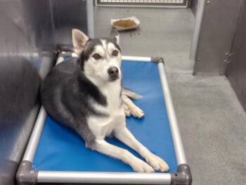 RIGHTEOUS -  Mixed Breed Dog for Adoption in Dallas, Texas - RIGHTEOUS | PetCurious