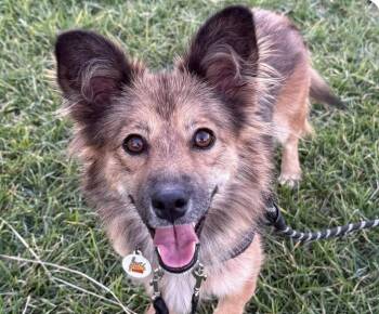 Kyo -  Jindo and Corgi Dog for Adoption in San Ramon, California - Kyo | PetCurious