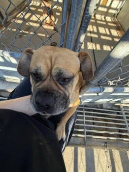 POTATO -  Pit Bull Terrier and Pug Dog for Adoption in Stockton, California - POTATO | PetCurious