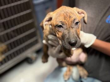 Rescue American Staffordshire Terrier Dogs for Adoption in Rancho Cucamonga, California - TIGER | PetCurious