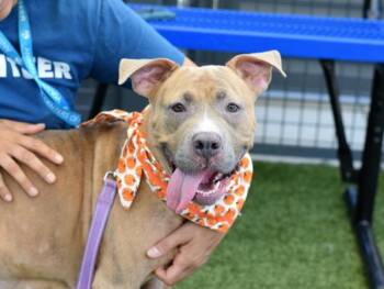 Miss Pancakes -  Mixed Breed Dog for Adoption - Miss Pancakes | PetCurious