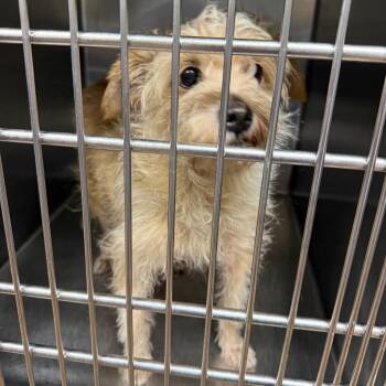 Candy 22418 -  Terrier and Mixed Breed Dog for Adoption in Cumming, Georgia - Candy 22418 | PetCurious