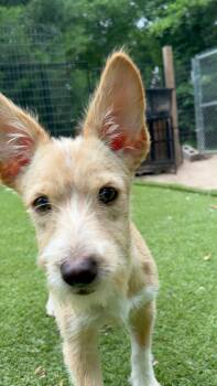 Terrier Dogs Available for Adoption in Magnolia, Texas - Thumper | PetCurious