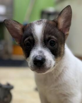 Australian Cattle Dog Blue Heeler Dogs Available for Adoption - Lightning | PetCurious