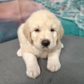 Nori -  Great Pyrenees and Labrador Retriever Dog for Adoption in Griswold, Connecticut - Nori | PetCurious
