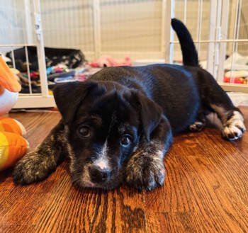 Rescue American Bulldog and Husky Dogs for Adoption in Sunnyvale, California - Stevie | PetCurious