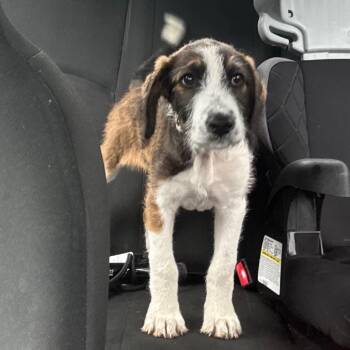 Miss Frizz -  Mixed Breed Dog for Adoption in Corbin, Kentucky - Miss Frizz | PetCurious