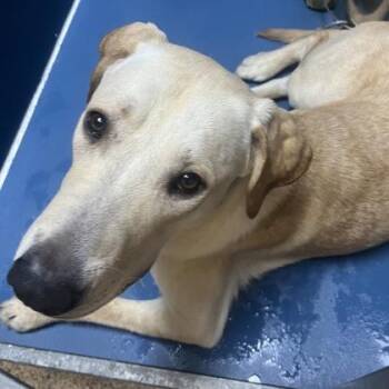 Tanner -  Labrador Retriever and Mixed Breed Dog for Adoption in Merriam, Kansas - Tanner | PetCurious
