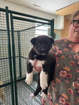 Val -  Black Mouth Cur and Mixed Breed Dog for Adoption in Calgary, Alberta - Val | PetCurious