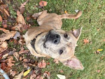 Rescue Chow Chow Dogs for Adoption in White Oak, Pennsylvania - Rocky | PetCurious