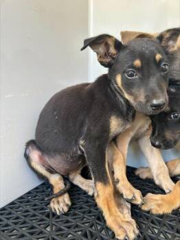 Alice -  German Shepherd Dog Dog for Adoption in Mobile, Alabama - Alice | PetCurious