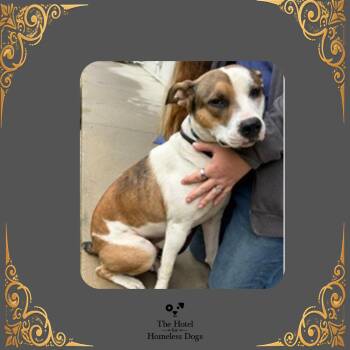 Atticus -  Terrier and Mixed Breed Dog for Adoption in Cumberland, Rhode Island - Atticus | PetCurious