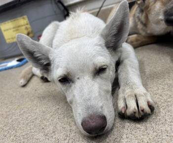 WANDA -  German Shepherd Dog and Mixed Breed Dog for Adoption in Grand Prairie, Texas - WANDA | PetCurious