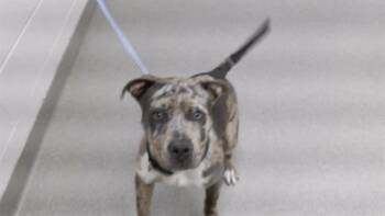 Catahoula Leopard Dog and Mixed Breed Dogs Available for Adoption in Omaha, Nebraska - SANDRA | PetCurious