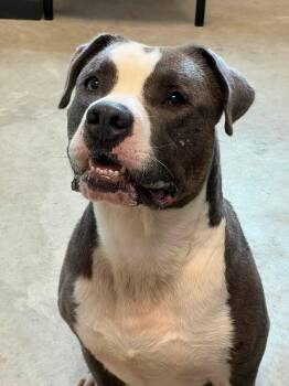 Prince -  Pit Bull Terrier Dog for Adoption in Homer Glen, Illinois - Prince | PetCurious