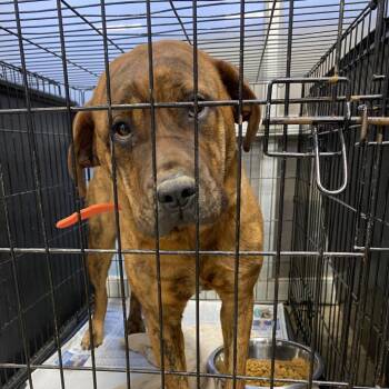 Bullmastiff Dogs Available for Adoption - Ember - 011603U | PetCurious