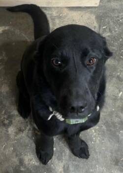 Artemis - Courtesy Listing see info -  Black Labrador Retriever Dog for Adoption in Polson, Montana - Artemis - Courtesy Listing See Info | PetCurious