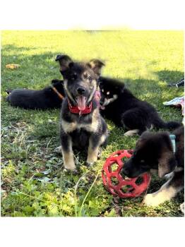 Puppy Diva -  German Shepherd Dog Dog for Adoption in Fulton, California - Puppy Diva | PetCurious