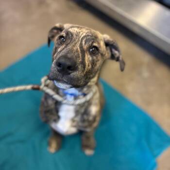 Atlas -  Pit Bull Terrier and Mixed Breed Dog for Adoption in Chicago, Illinois - Atlas | PetCurious