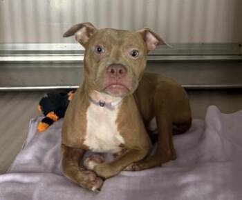 Pinto -  Mixed Breed Dog for Adoption in New York, New York - Pinto | PetCurious