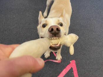 Neo -  Mixed Breed Dog for Adoption in Saratoga Springs, New York - Neo | PetCurious