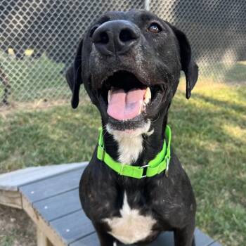 Osborne -  Labrador Retriever Dog for Adoption in Klein, Texas - Osborne | PetCurious