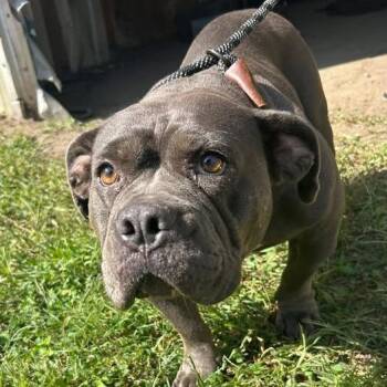 Doris -  Staffordshire Bull Terrier and Mixed Breed Dog for Adoption in Bristol, Indiana - Doris | PetCurious