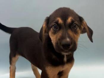Gilda -  German Shepherd Dog and Mixed Breed Dog for Adoption in Woodbury, Minnesota - Gilda | PetCurious
