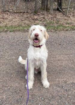 Louie -  Bernadoodle and Labrador Retriever Dog for Adoption in Brainerd, Minnesota - Louie | PetCurious