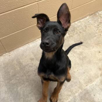 Balto -  German Shepherd Dog and Mixed Breed Dog for Adoption in Ojai, California - Balto | PetCurious