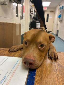 TIM BARKY -  Mixed Breed Dog for Adoption in West Palm Beach, Florida - TIM BARKY | PetCurious
