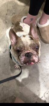French Bulldog Dogs Available for Adoption in Maryville, Tennessee - Sonic Popeye - FL | PetCurious