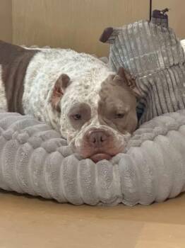 Opal -  Bulldog Dog for Adoption in Lutz, Florida - Opal | PetCurious