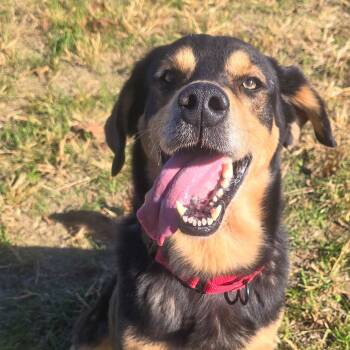 Rescue Labrador Retriever Dogs for Adoption in Shepherdsville, Kentucky - Wackus Bonkus | PetCurious