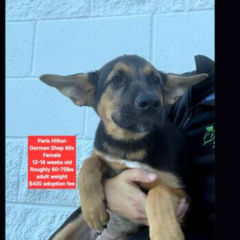Paris Hilton -  German Shepherd Dog Dog for Adoption in Oviedo, Florida - Paris Hilton | PetCurious