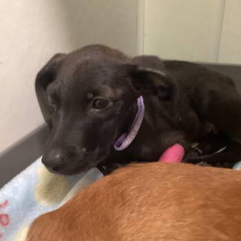 Gold Medallion -  Mixed Breed Dog for Adoption in Austin, Texas - Gold Medallion | PetCurious