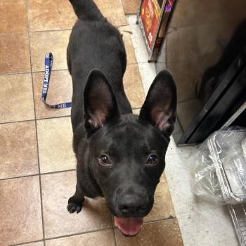 FWT Zuko -  Labrador Retriever Dog for Adoption in Midland, Texas - FWT Zuko | PetCurious