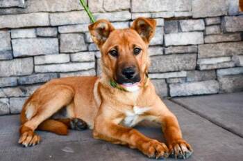 Mable -  German Shepherd Dog and Retriever Dog for Adoption in Yakima, Washington - Mable | PetCurious